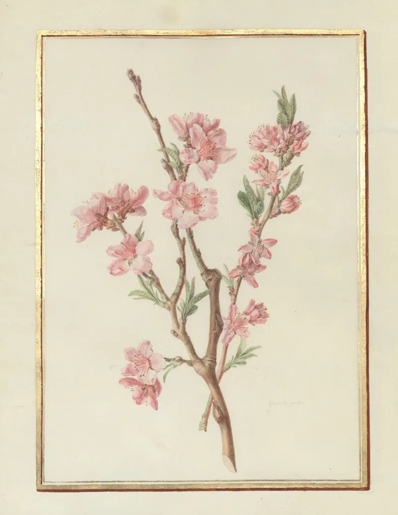 Collection Of Flower Drawings Pl 17 Wall Art by Madeleine-Françoise Basseporte - High-Resolution Digital Print