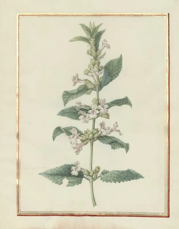 Collection Of Flower Drawings Pl 19 Wall Art by Madeleine-Françoise Basseporte - High-Resolution Digital Print