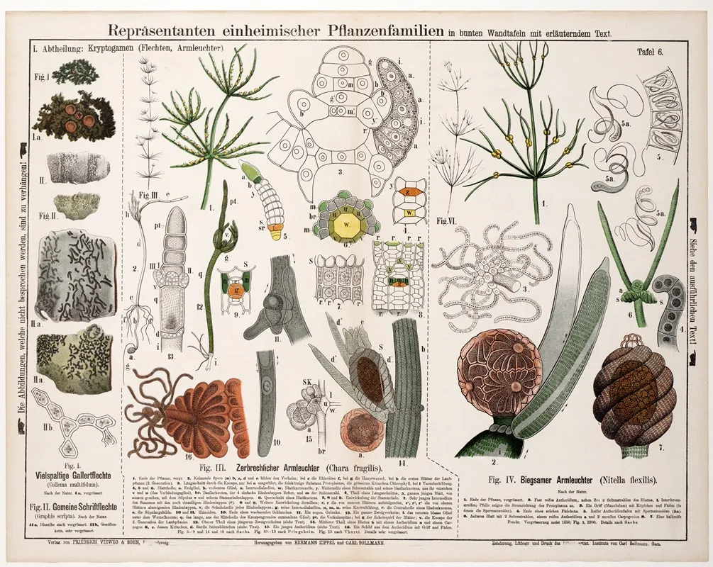 Collema Multifidum Graphis Scripta Chara Fragilis Nitella Flexilis Wall Art by Hermann Zippel - High-Resolution Digital Print