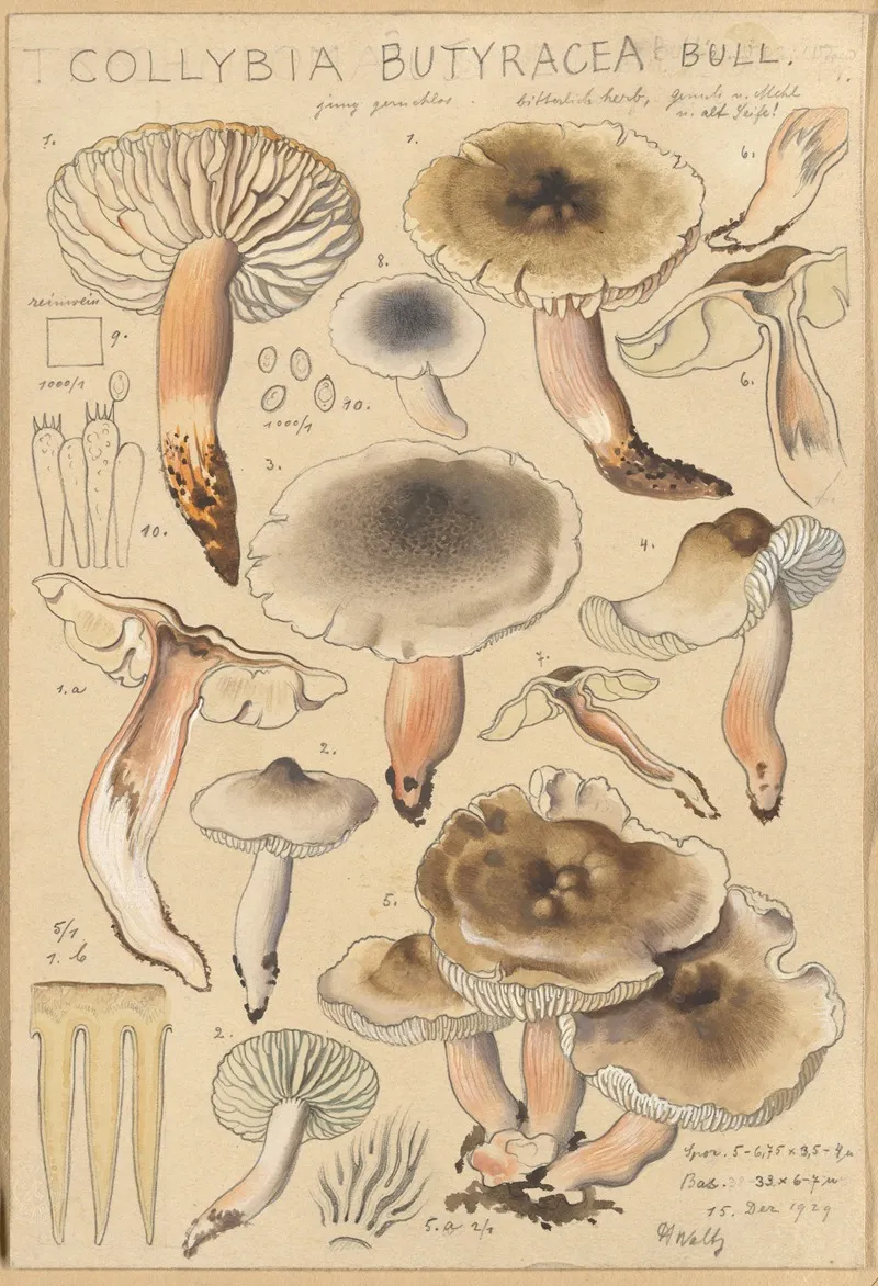 Collybia Butyracea Wall Art by Hans Walty - High-Resolution Digital Print