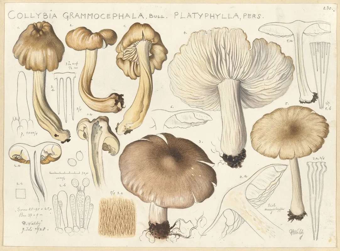 Collybia Grammocephala Bull Platyphylla Pers Wall Art by Hans Walty - High-Resolution Digital Print