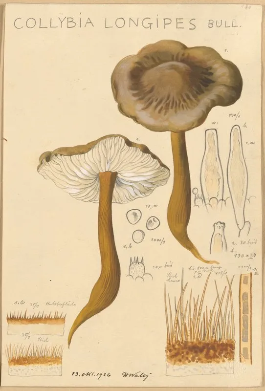 Collybia Longipes Wall Art by Hans Walty - High-Resolution Digital Print