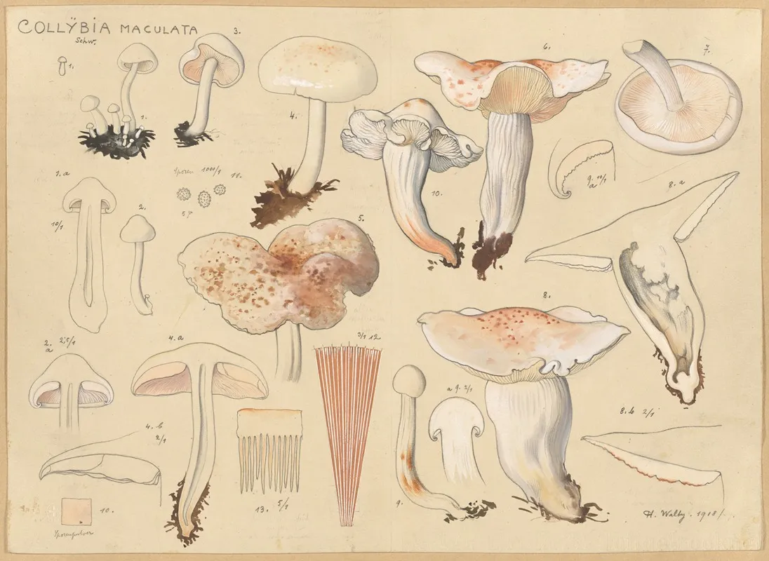 Collybia Maculata Schw Wall Art by Hans Walty - High-Resolution Digital Print