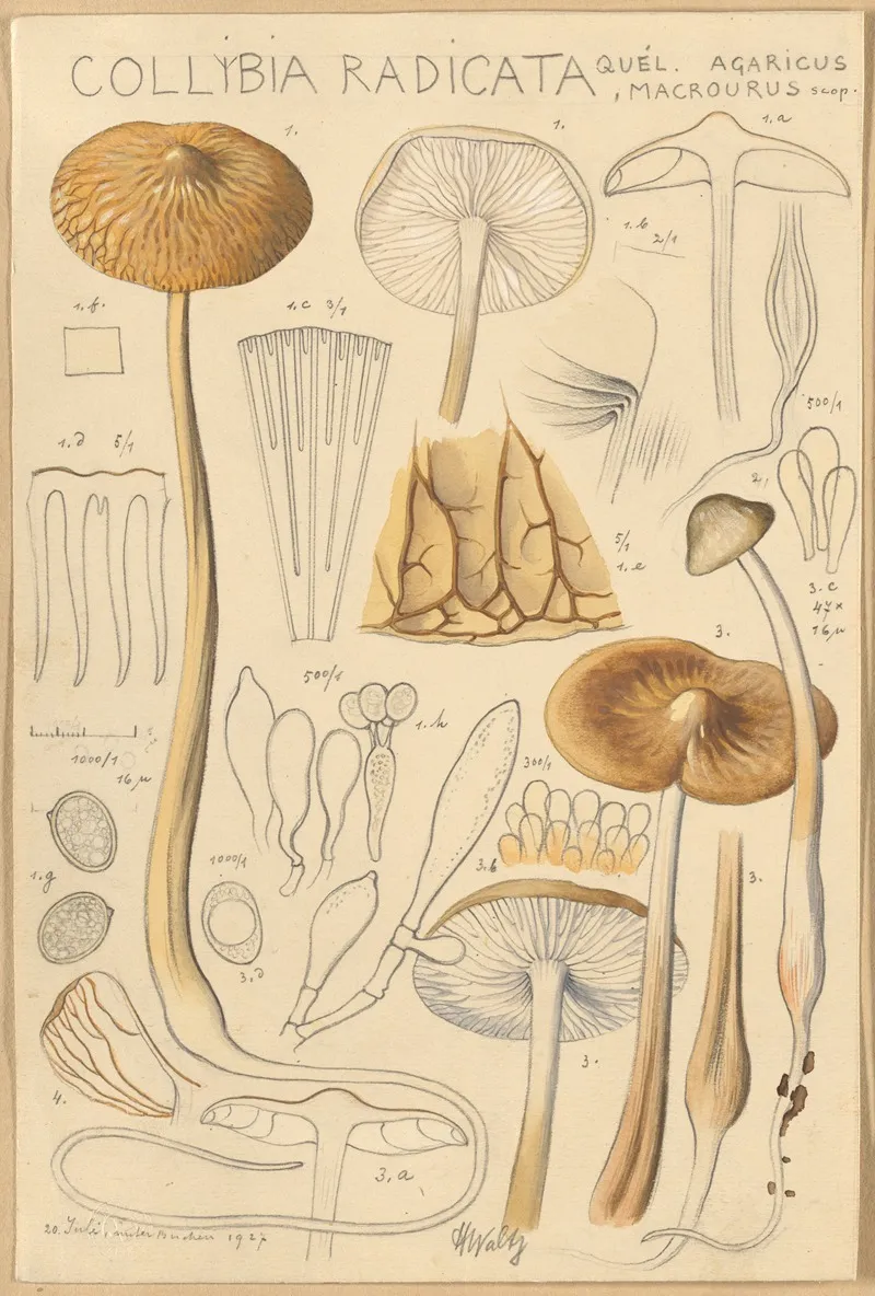 Collybia Radicata Wall Art by Hans Walty - High-Resolution Digital Print