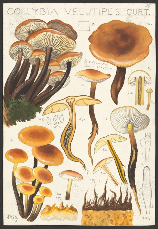 Collybia Velutipes Curt 2 Wall Art by Hans Walty - High-Resolution Digital Print