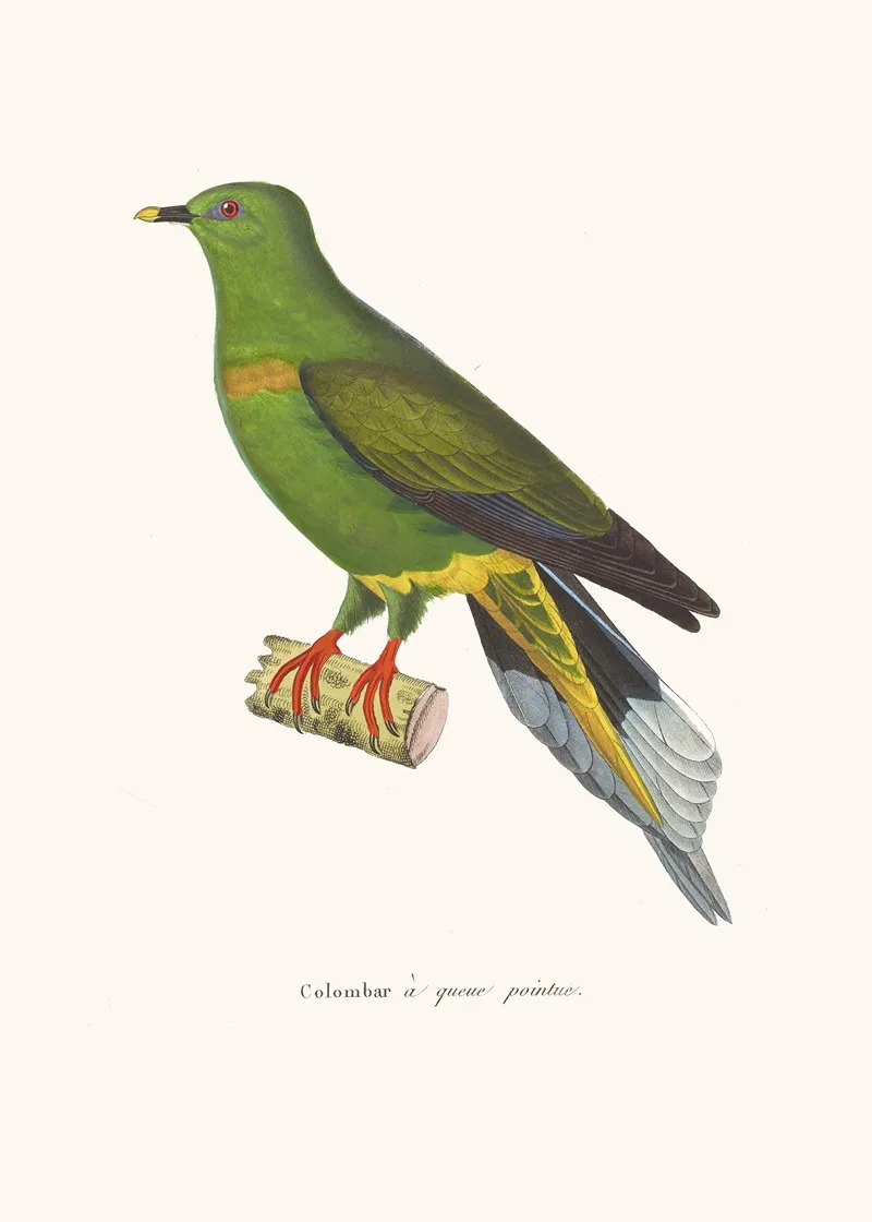 Colombar A Queue Pointue Wall Art by Coenraad Jacob Temminck - High-Resolution Digital Print