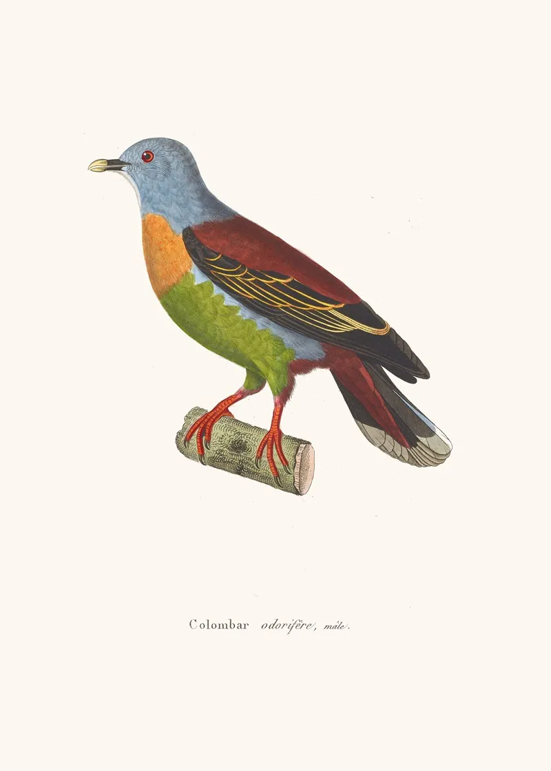 Colombar Odorifere Wall Art by Coenraad Jacob Temminck - High-Resolution Digital Print