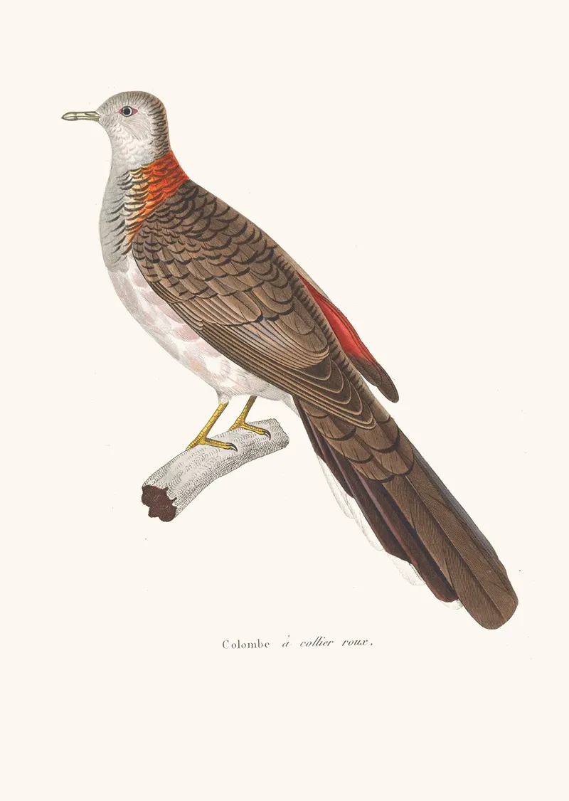 Colombe A Collier Roux Wall Art by Coenraad Jacob Temminck - High-Resolution Digital Print