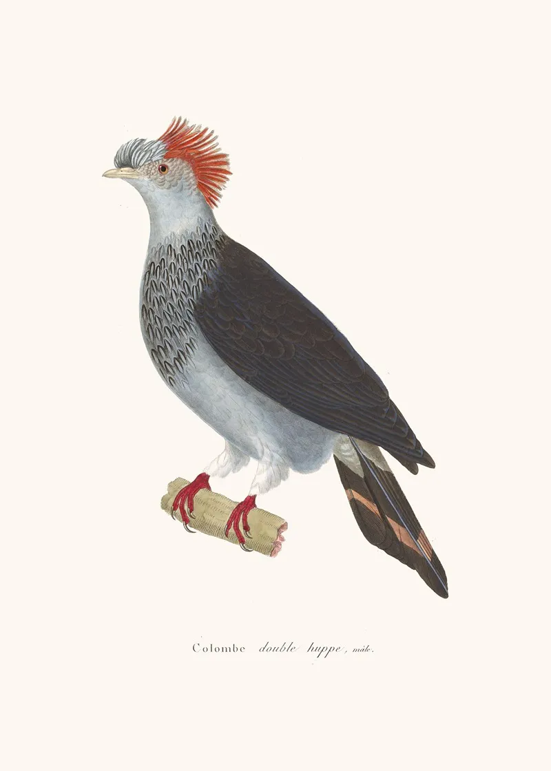 Colombe A Double Huppe Wall Art by Coenraad Jacob Temminck - High-Resolution Digital Print