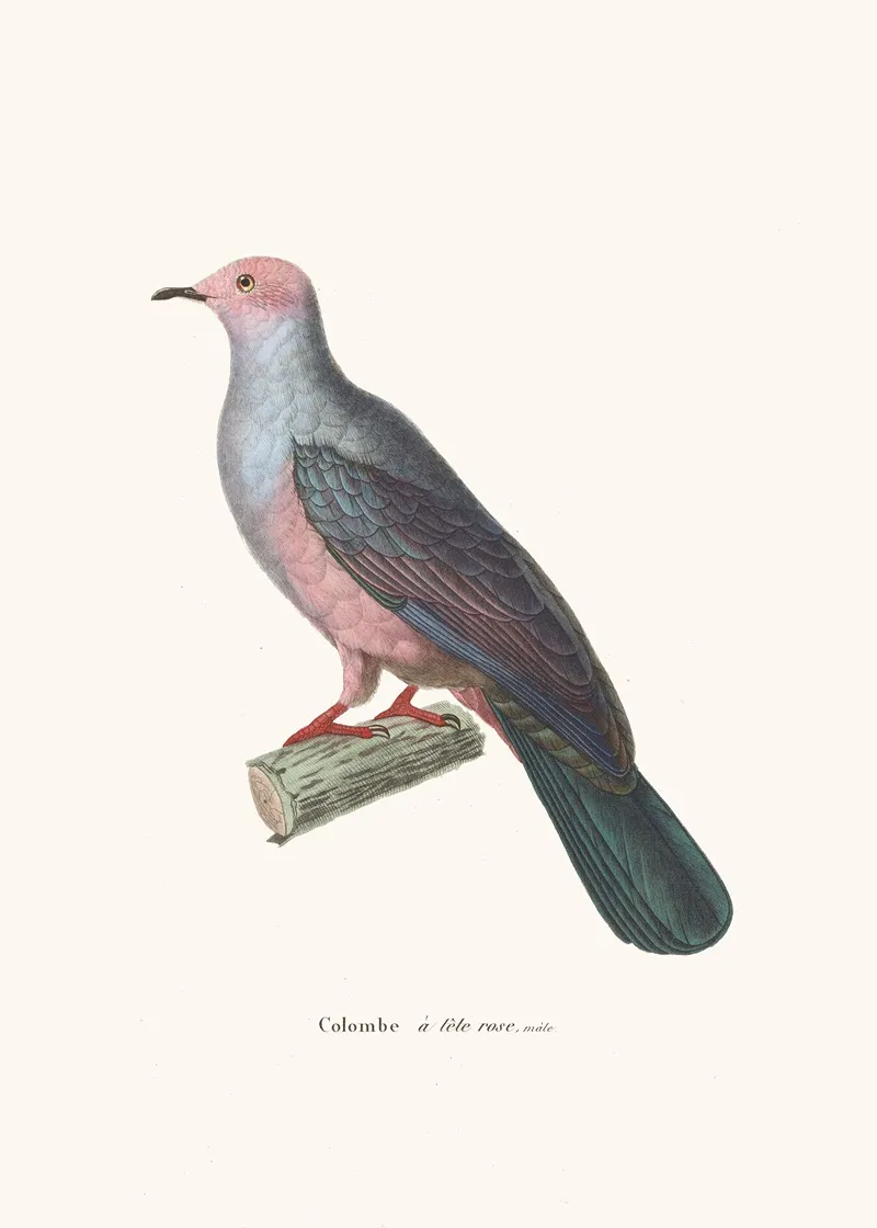 Colombe A Tete Rose Wall Art by Coenraad Jacob Temminck - High-Resolution Digital Print