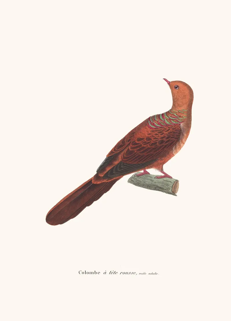 Colombe A Tete Rousse Wall Art by Coenraad Jacob Temminck - High-Resolution Digital Print