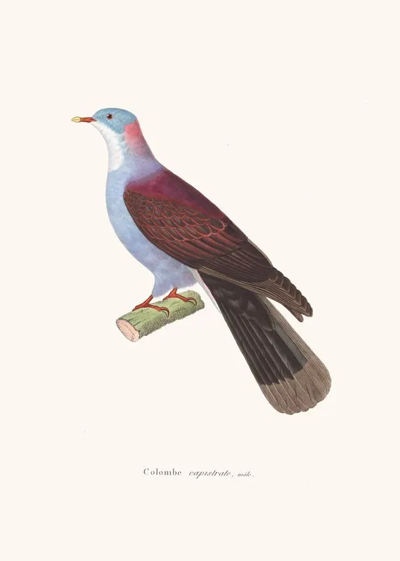 Colombe Capistrate Wall Art by Coenraad Jacob Temminck - High-Resolution Digital Print