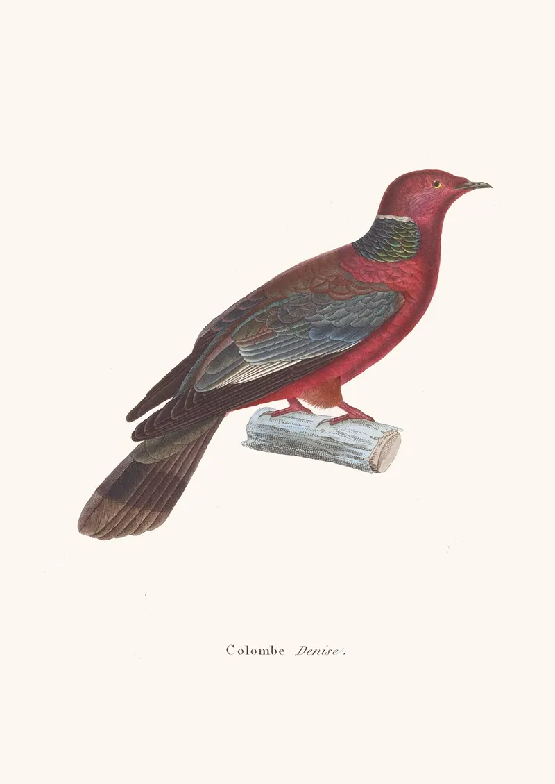 Colombe Denise Wall Art by Coenraad Jacob Temminck - High-Resolution Digital Print