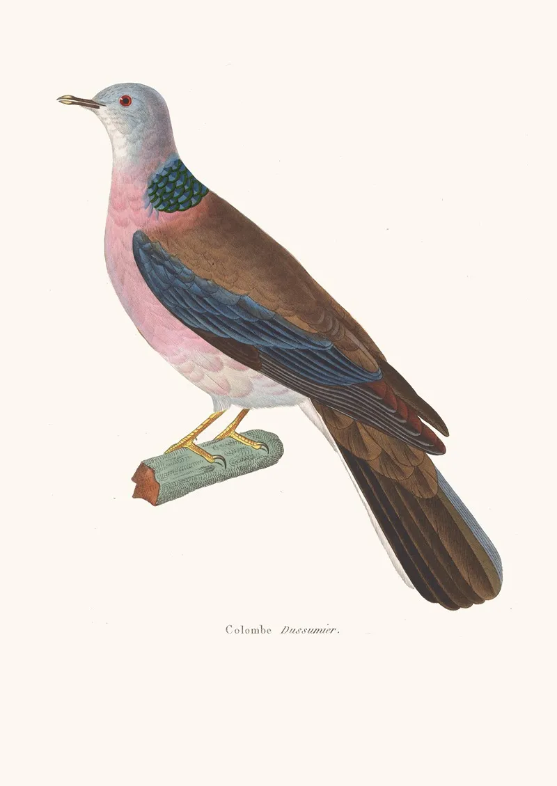 Colombe Dusumier Wall Art by Coenraad Jacob Temminck - High-Resolution Digital Print
