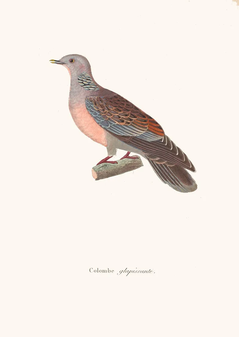 Colombe Glapissante Wall Art by Coenraad Jacob Temminck - High-Resolution Digital Print