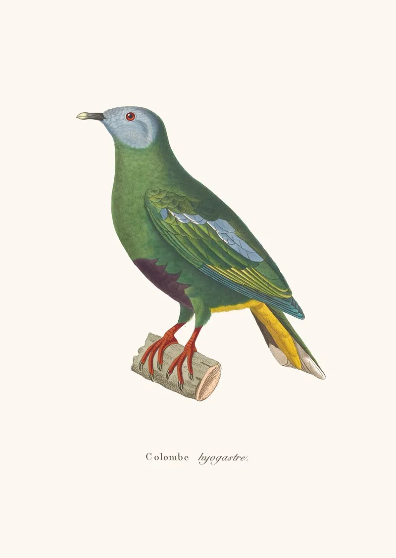 Colombe Hyogastre Wall Art by Coenraad Jacob Temminck - High-Resolution Digital Print