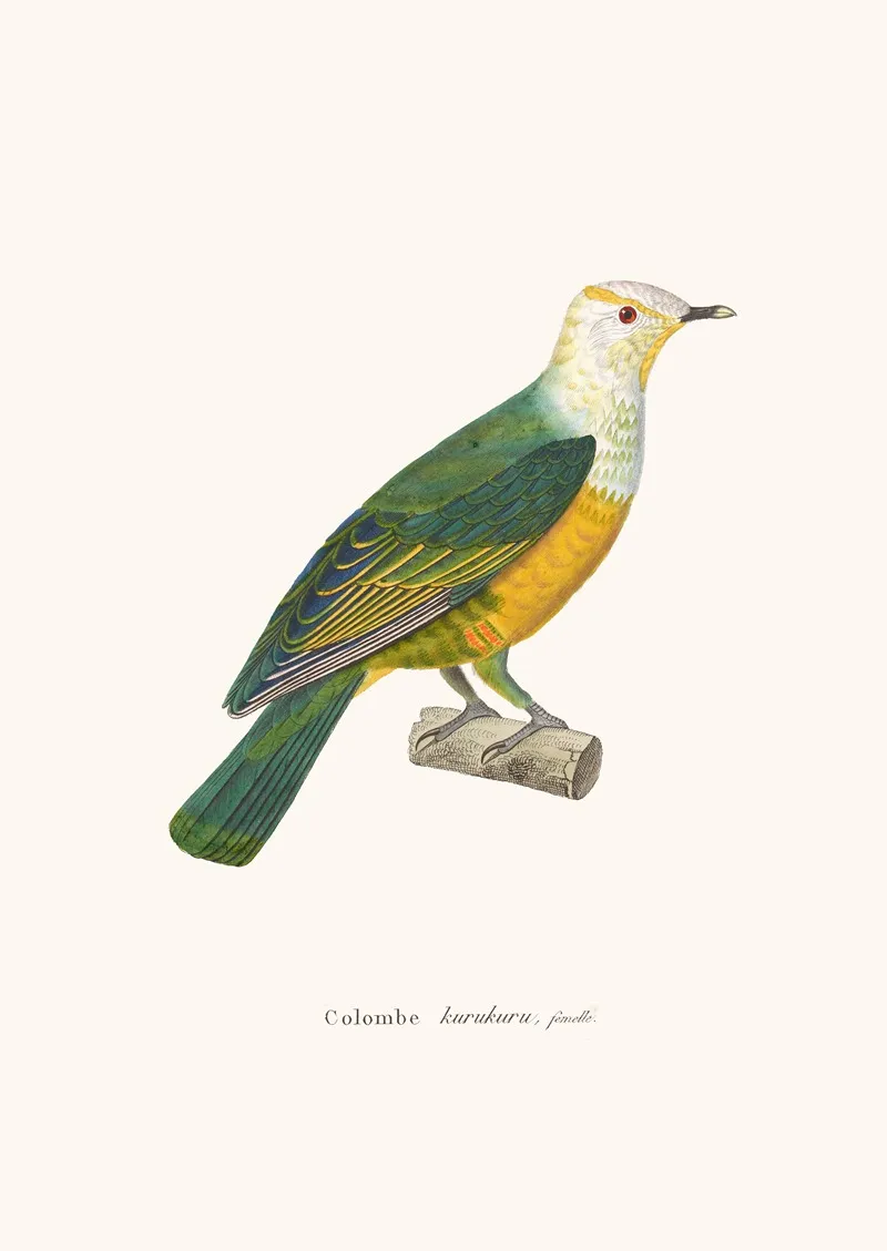 Colombe Kurukuru Wall Art by Coenraad Jacob Temminck - High-Resolution Digital Print