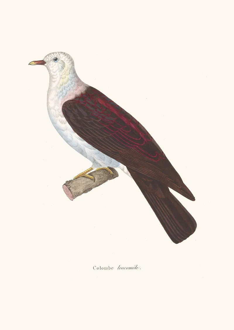 Colombe Leucomele Wall Art by Coenraad Jacob Temminck - High-Resolution Digital Print