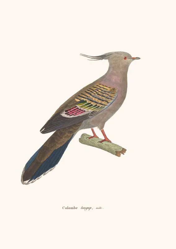 Colombe Longup Wall Art by Coenraad Jacob Temminck - High-Resolution Digital Print
