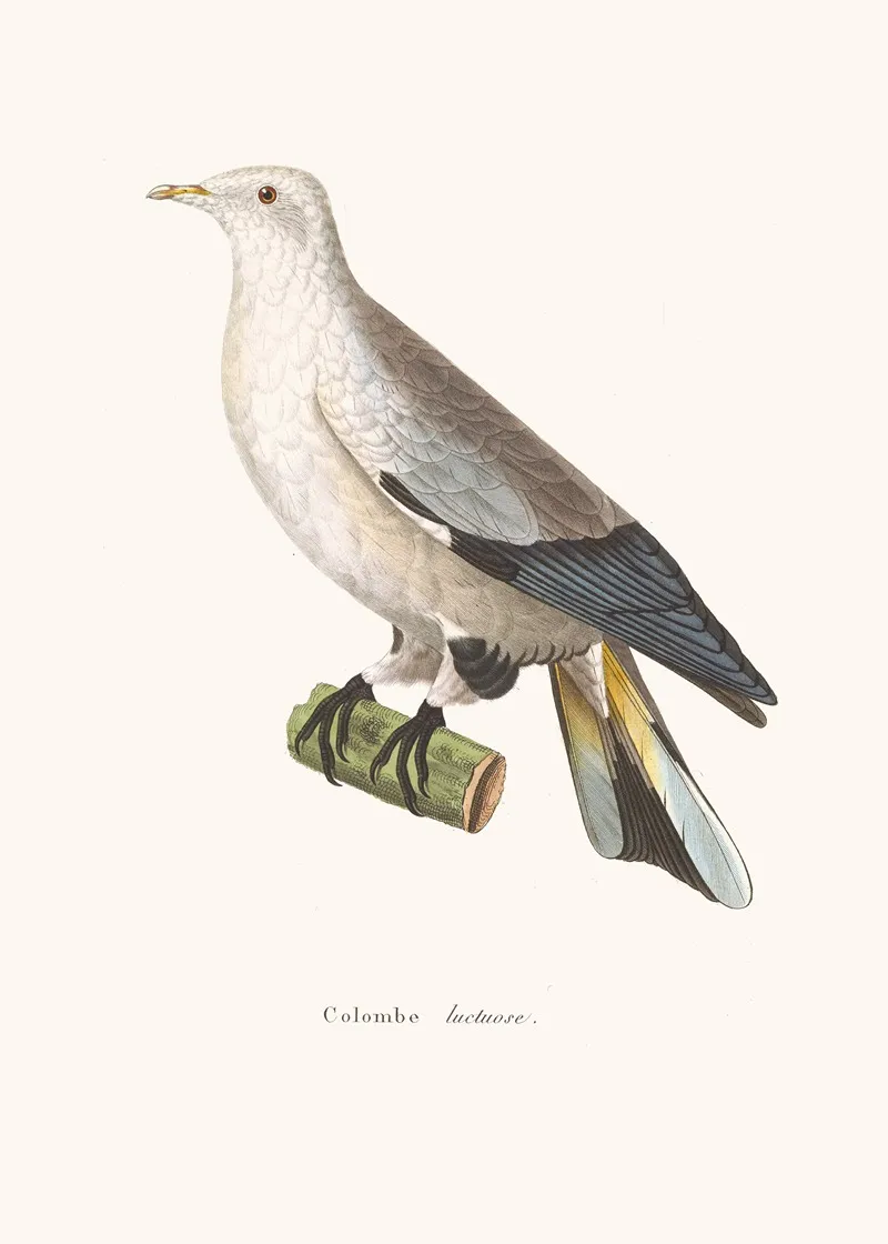 Colombe Luctuose Wall Art by Coenraad Jacob Temminck - High-Resolution Digital Print