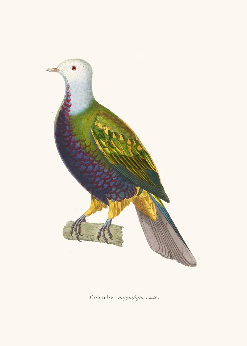 Colombe Magnifique Wall Art by Coenraad Jacob Temminck - High-Resolution Digital Print