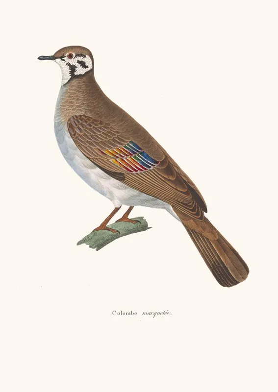 Colombe Marquetee Wall Art by Coenraad Jacob Temminck - High-Resolution Digital Print