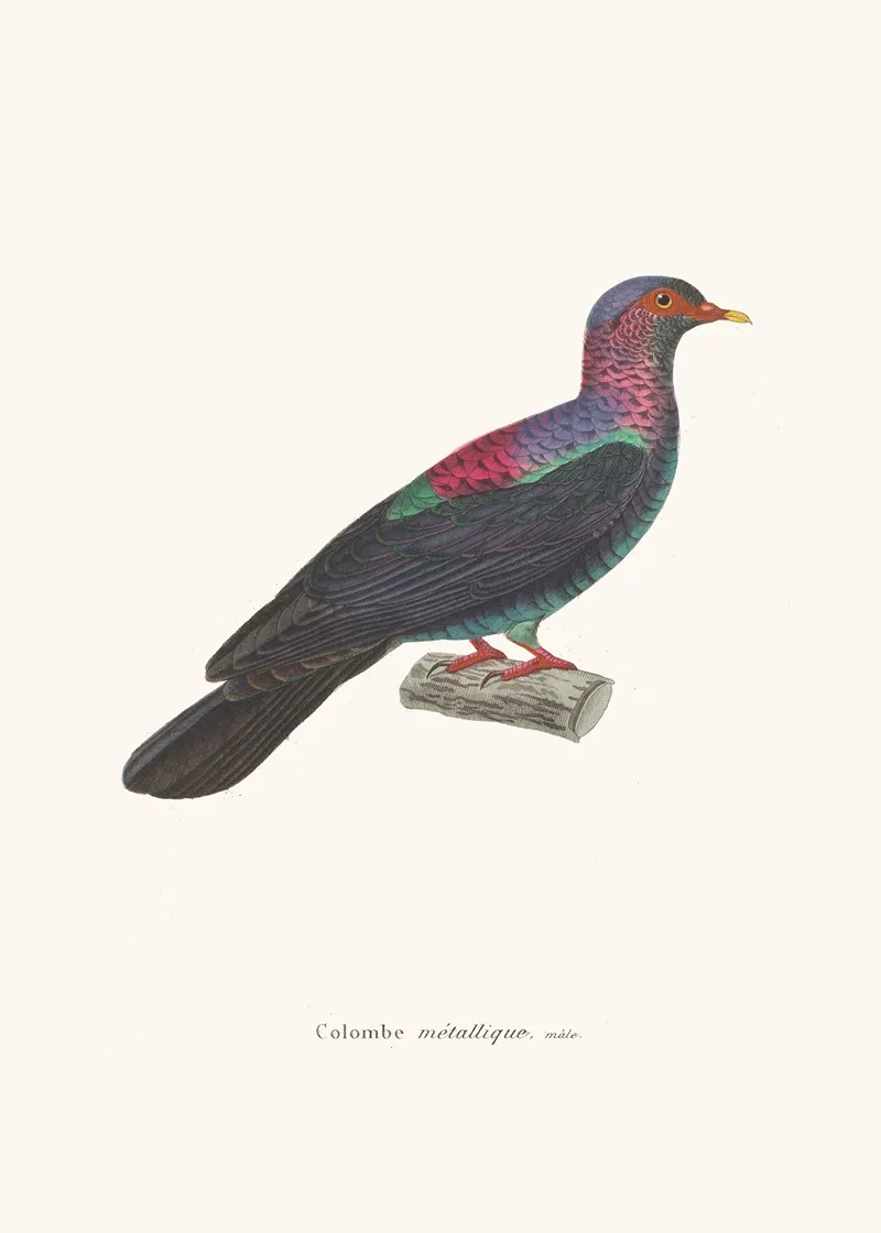 Colombe Metallique Wall Art by Coenraad Jacob Temminck - High-Resolution Digital Print