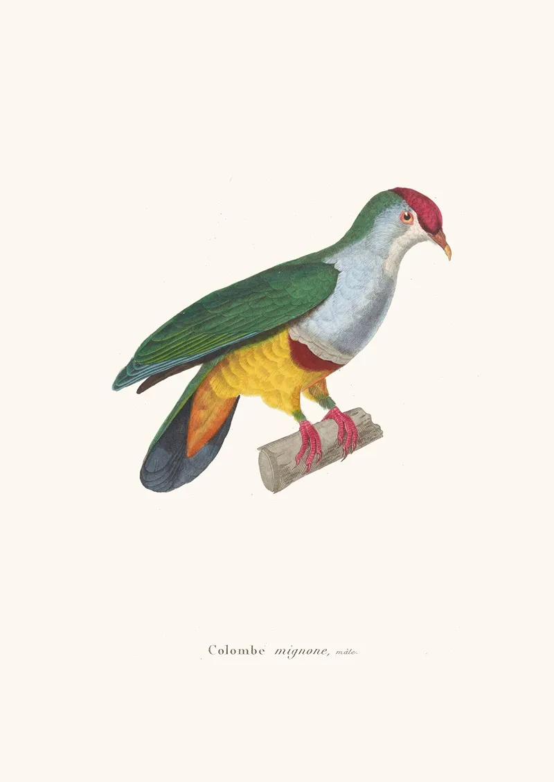 Colombe Mignonne Wall Art by Coenraad Jacob Temminck - High-Resolution Digital Print