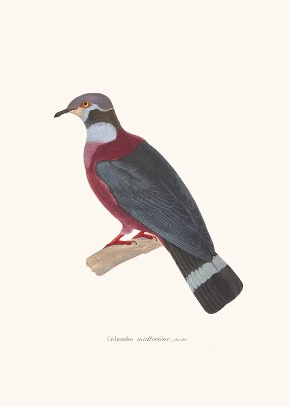 Colombe Mulleriene Wall Art by Coenraad Jacob Temminck - High-Resolution Digital Print