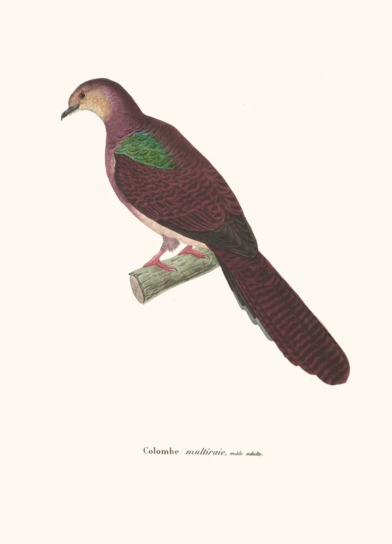 Colombe Multiraie Wall Art by Coenraad Jacob Temminck - High-Resolution Digital Print