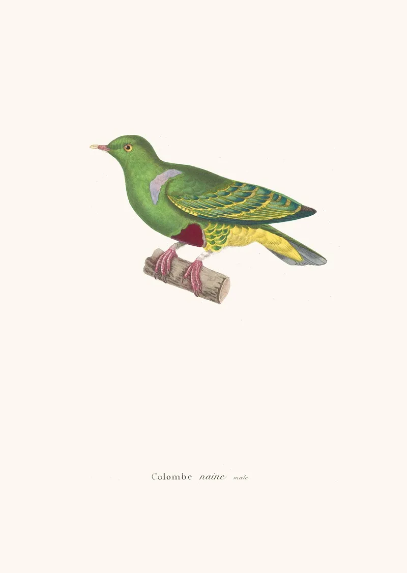Colombe Naine Wall Art by Coenraad Jacob Temminck - High-Resolution Digital Print