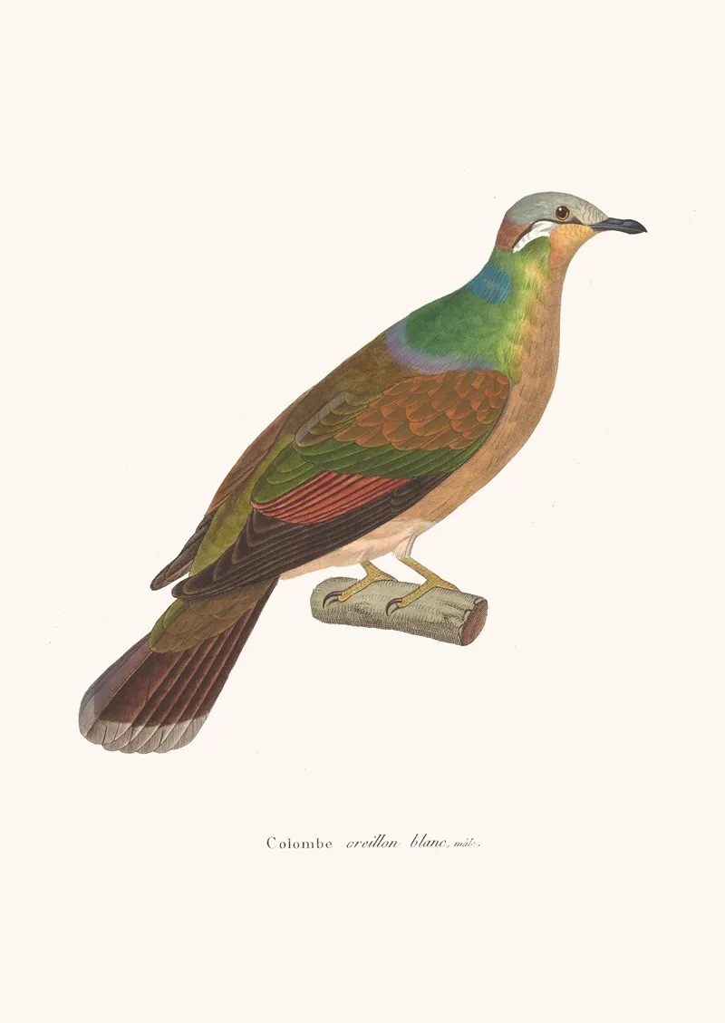 Colombe Oreillon Blanc Wall Art by Coenraad Jacob Temminck - High-Resolution Digital Print