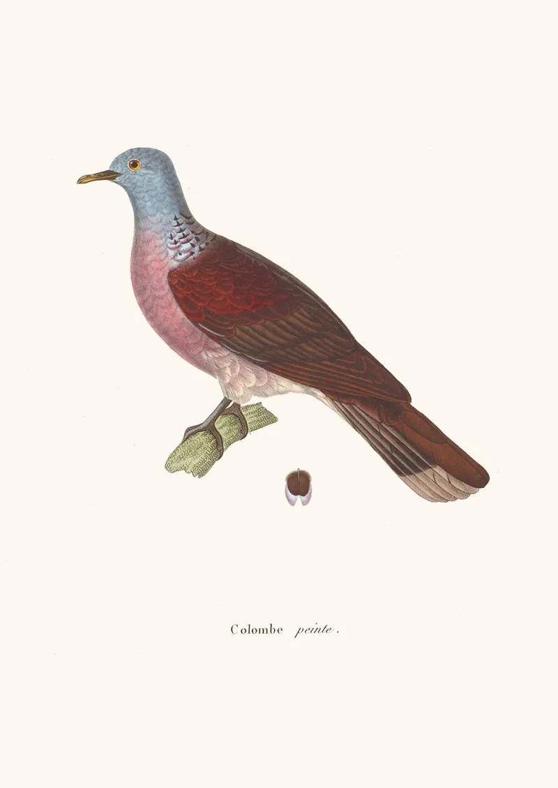 Colombe Peinte Wall Art by Coenraad Jacob Temminck - High-Resolution Digital Print