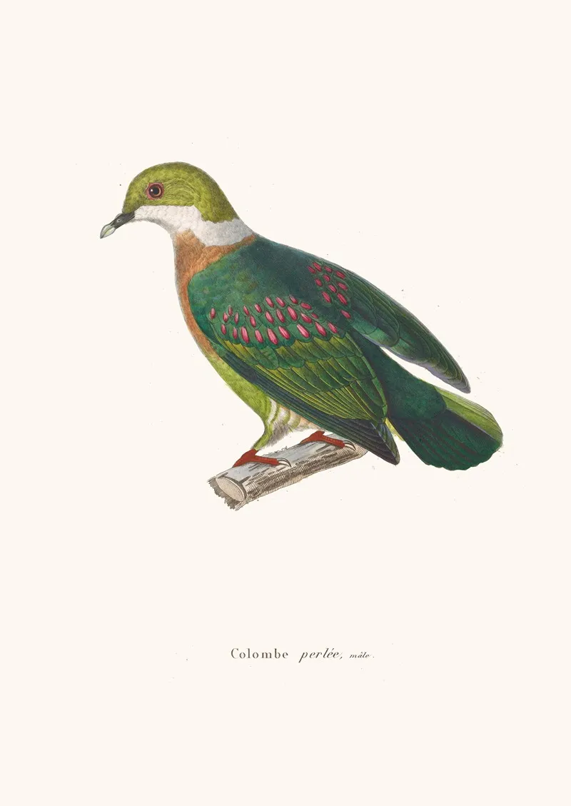 Colombe Perlee Wall Art by Coenraad Jacob Temminck - High-Resolution Digital Print