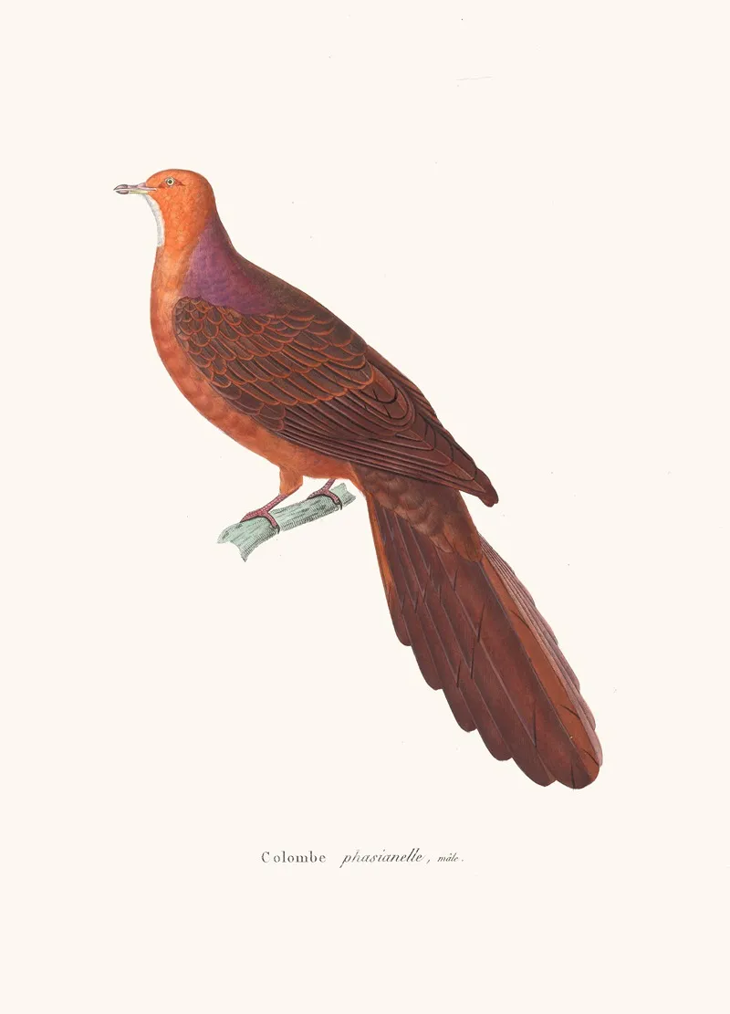Colombe Phasianelle Wall Art by Coenraad Jacob Temminck - High-Resolution Digital Print
