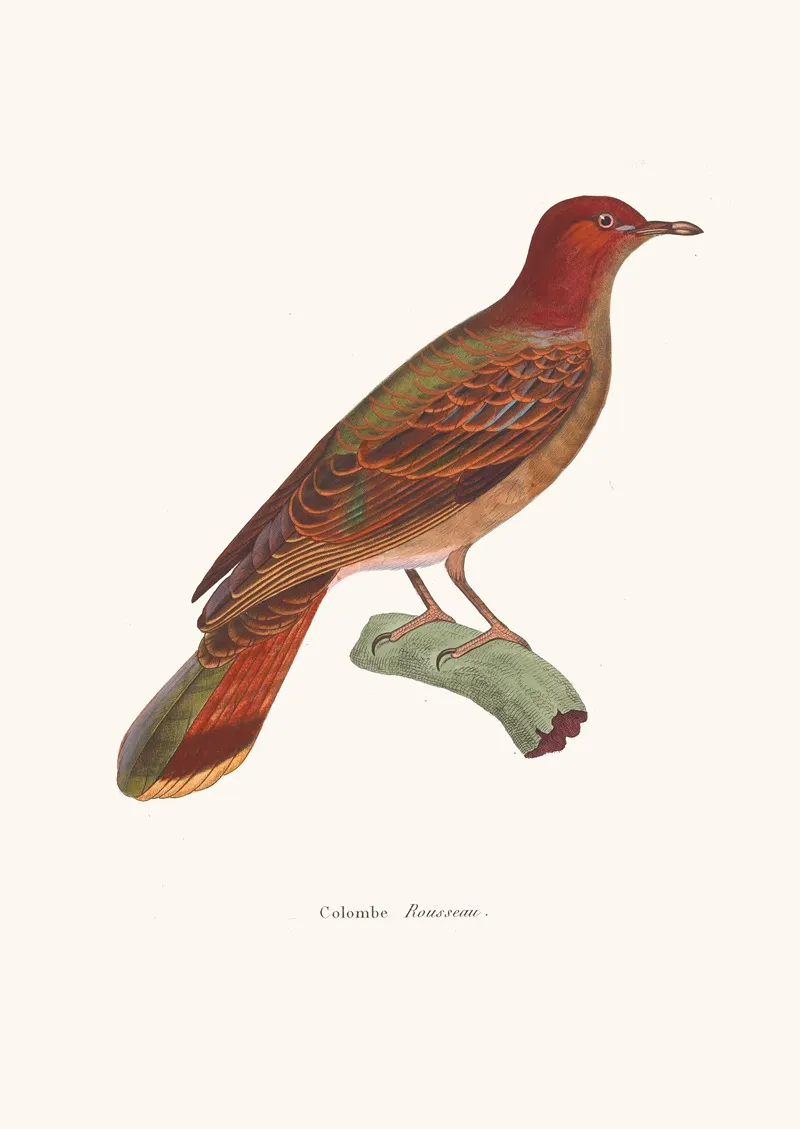 Colombe Rousseau Wall Art by Coenraad Jacob Temminck - High-Resolution Digital Print