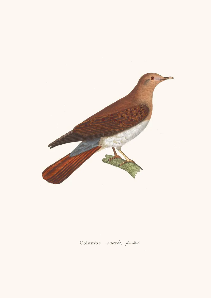 Colombe Souris Wall Art by Coenraad Jacob Temminck - High-Resolution Digital Print