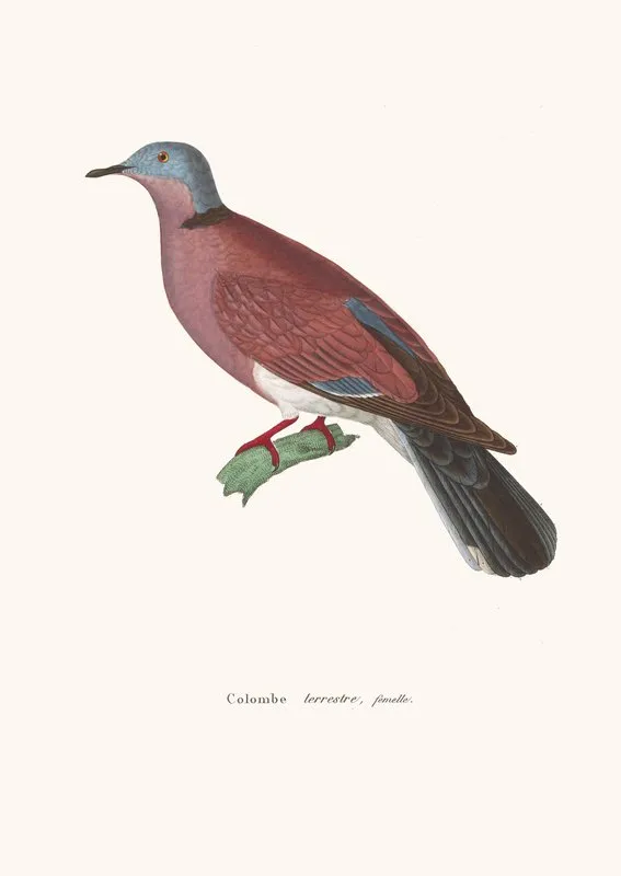 Colombe Terrestre Female Wall Art by Coenraad Jacob Temminck - High-Resolution Digital Print