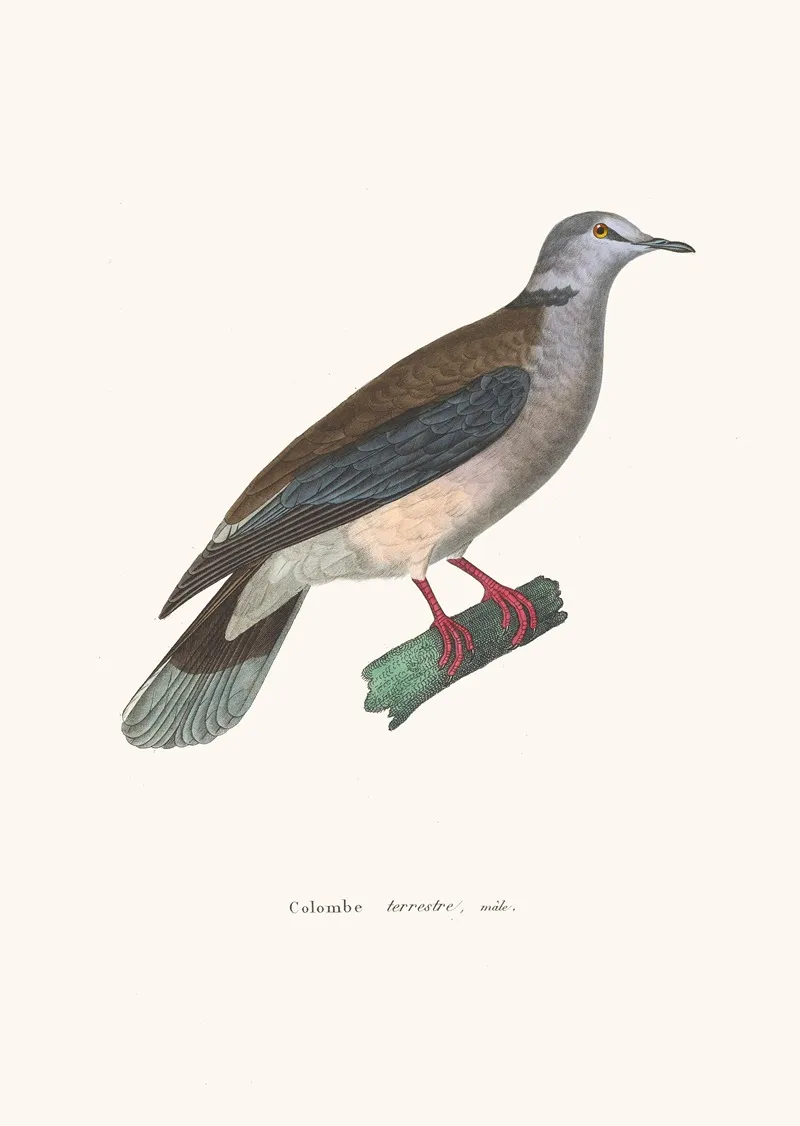 Colombe Terrestre Male Wall Art by Coenraad Jacob Temminck - High-Resolution Digital Print