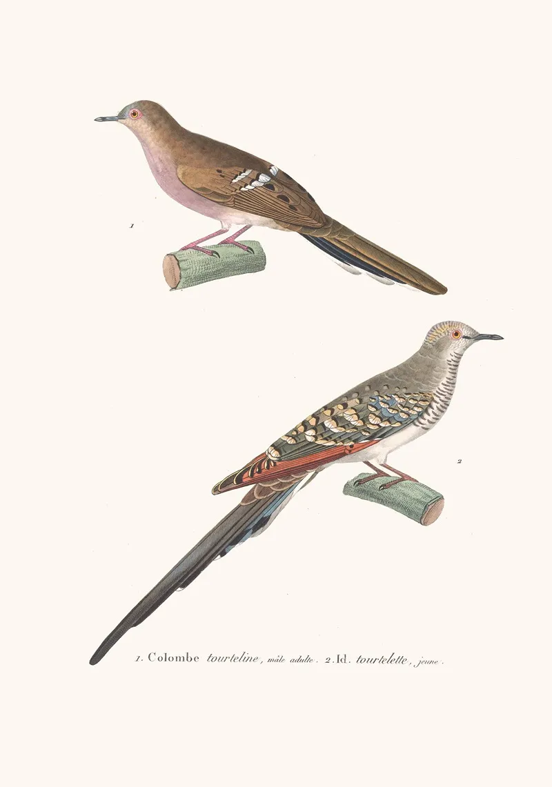 Colombe Tourtelette Wall Art by Coenraad Jacob Temminck - High-Resolution Digital Print