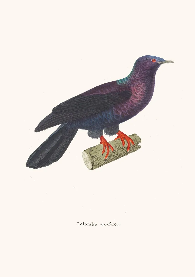 Colombe Violette Wall Art by Coenraad Jacob Temminck - High-Resolution Digital Print