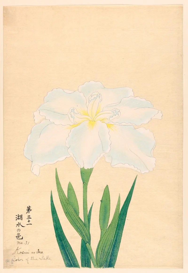 Color Of The Lake Kosui No Iro