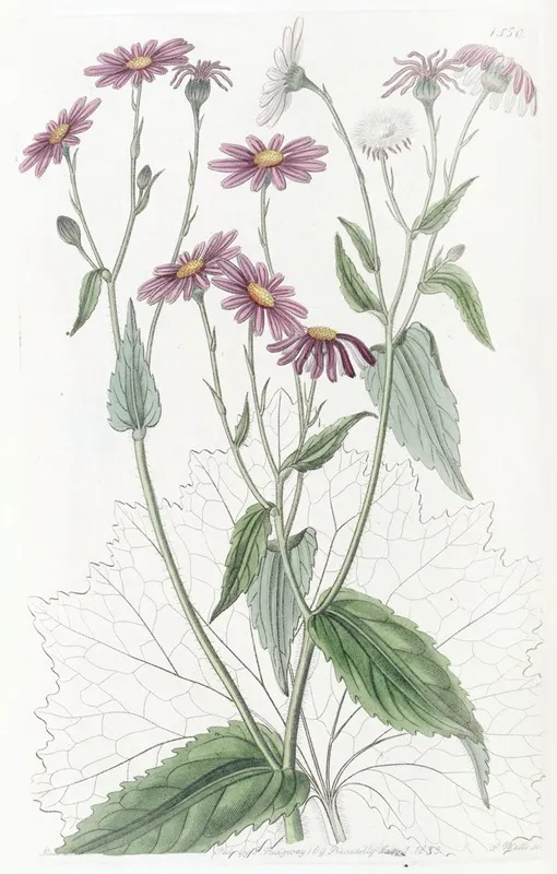 Coltsfoot Leaved Groundsel Wall Art by Sydenham Edwards - High-Resolution Digital Print