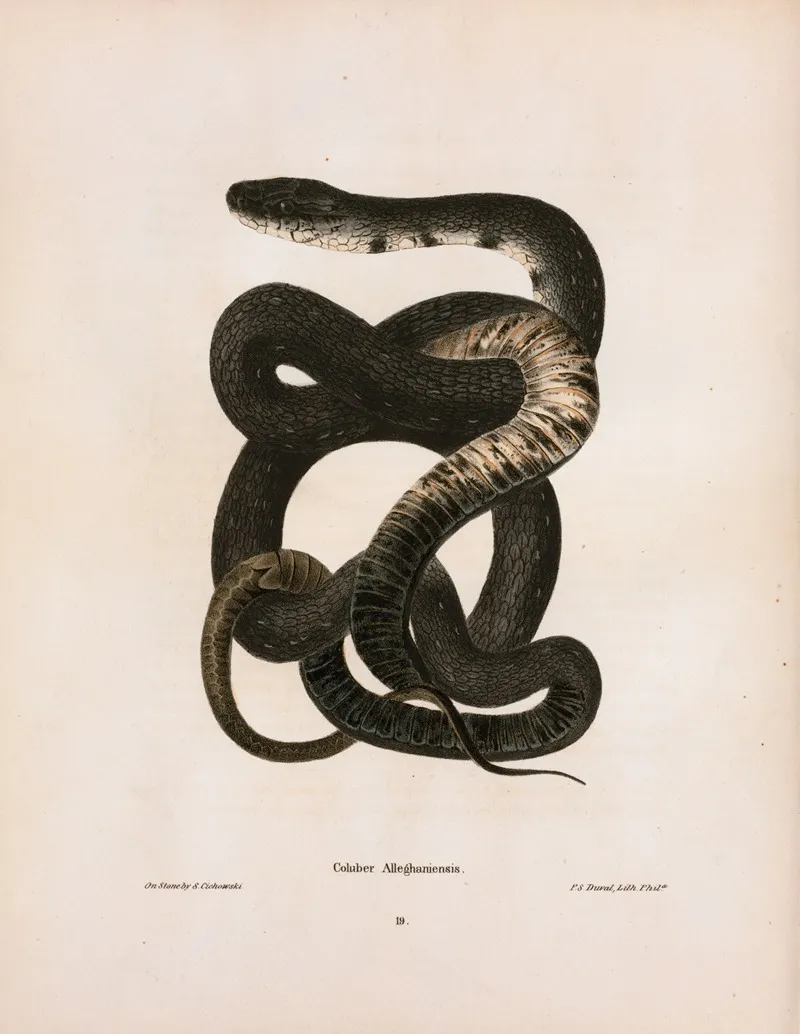 Coluber Alleghaniensis Wall Art by John Edwards Holbrook - High-Resolution Digital Print