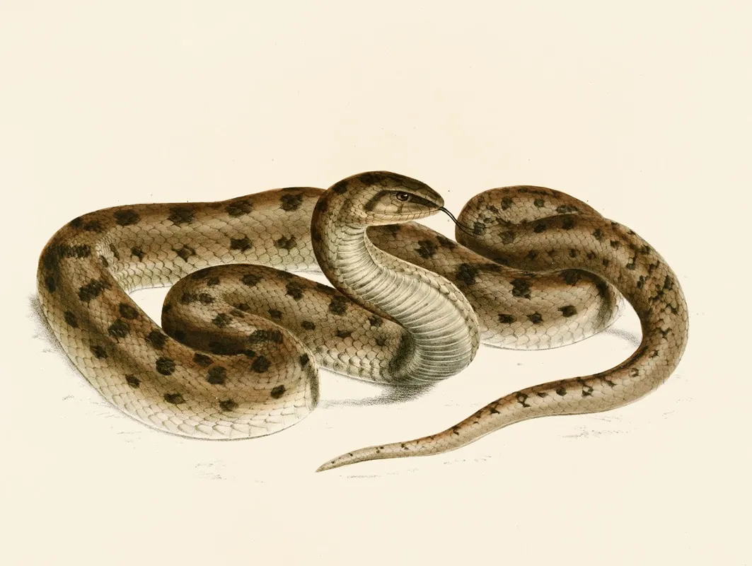 Coluber Canus Var A Wall Art by Sir Andrew Smith - High-Resolution Digital Print