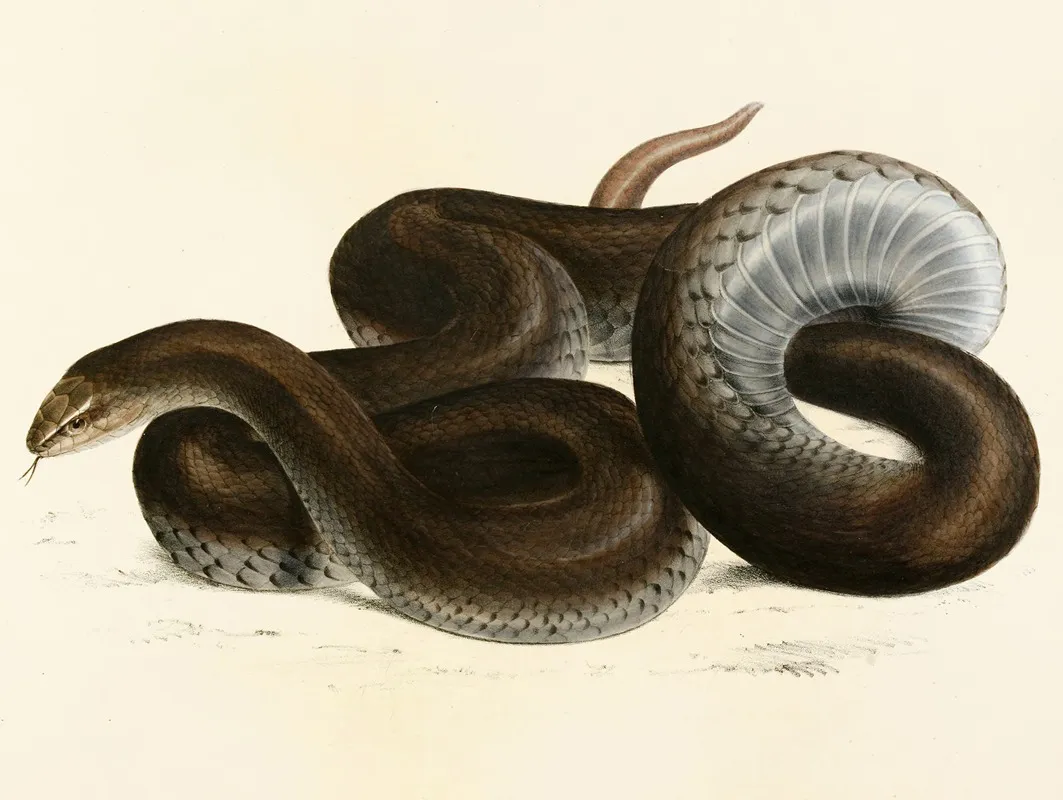 Coluber Canus Wall Art by Sir Andrew Smith - High-Resolution Digital Print
