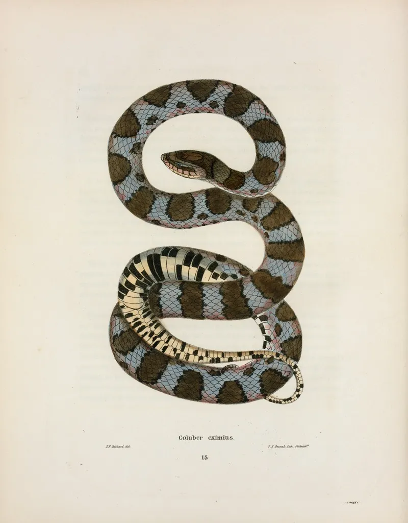 Coluber Eximius Wall Art by John Edwards Holbrook - High-Resolution Digital Print