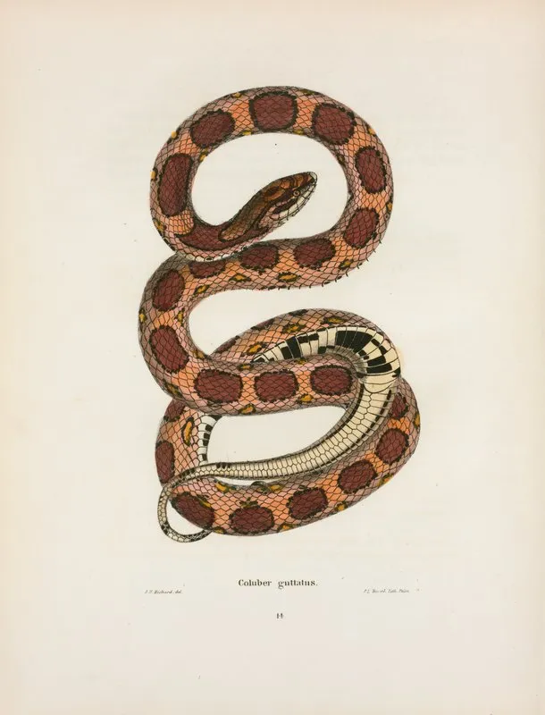 Coluber Guttatus Wall Art by John Edwards Holbrook - High-Resolution Digital Print