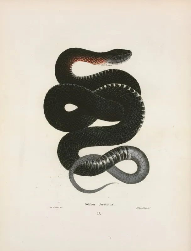 Coluber Obsoletus Wall Art by John Edwards Holbrook - High-Resolution Digital Print