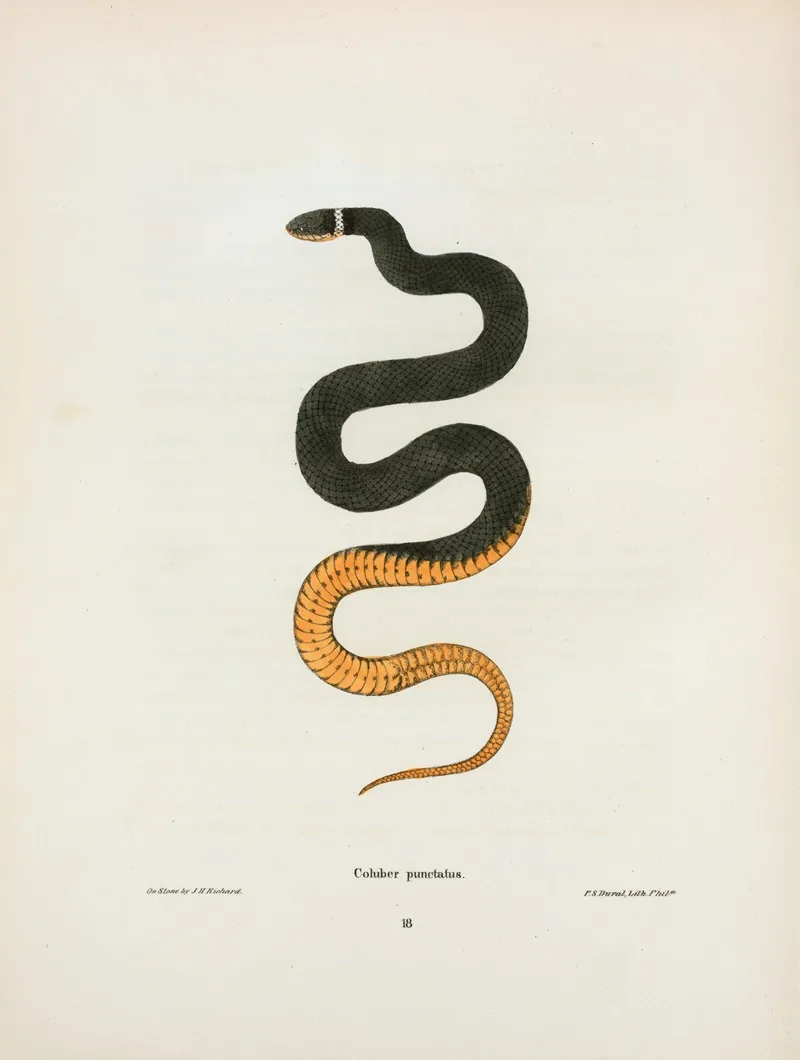 Coluber Punctatus Wall Art by John Edwards Holbrook - High-Resolution Digital Print